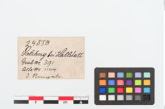 Etiketten zu Bronzering (NHMW-PRAE-024850)